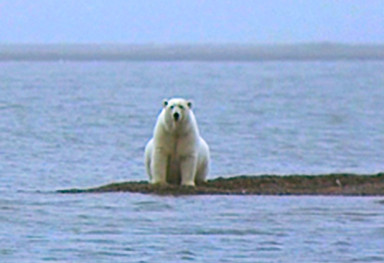 Center for Biological Diversity (polar bear)